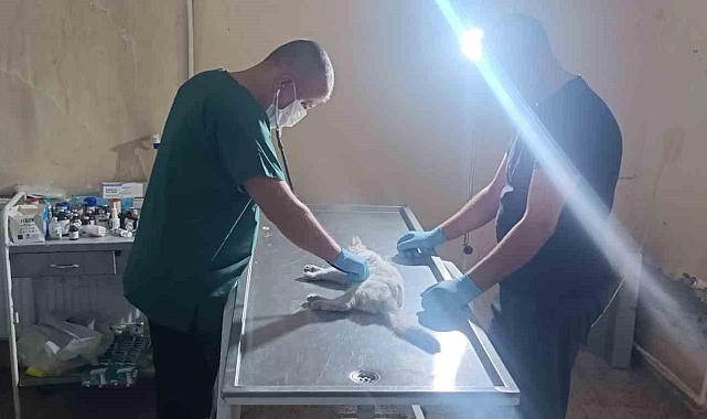 Otomobilin çarptığı kedi kalp masajıyla kendine geldi