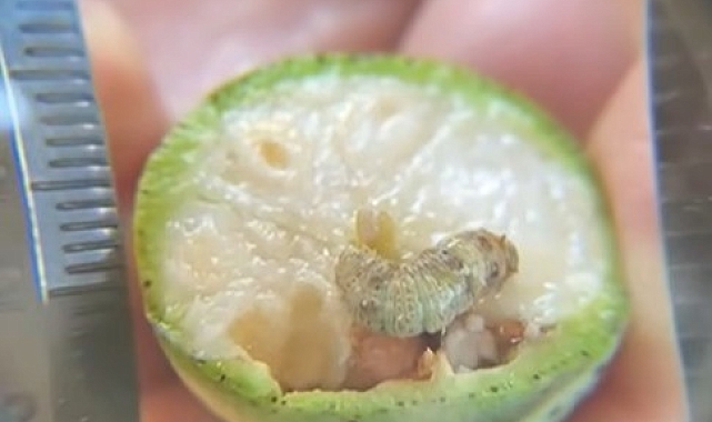 Pamukta dikenli kozalara zarar veren kurt gözlemlendi