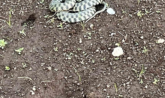 Patnos&#039;ta zehirli engerek yılanı görüntülendi