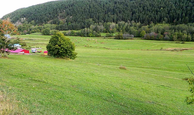 Posof&#039;ta sonbahara rağmen bahardan kalma günler yaşanıyor