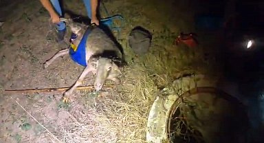 Rögara düşen koyunlar kurtarıldı