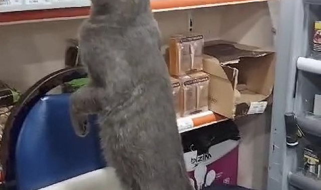 Sahibinin yediği baldan yiyen kedi kendinden geçti