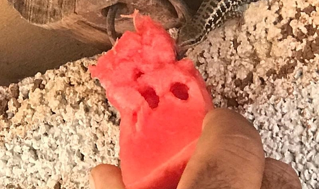 Şanlıurfa&#039;nın Siverek ilçesinde, bir çift kertenkeleyi elleriyle besledi