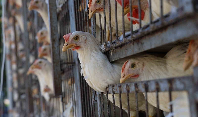 Selde tavukları telef olan vatandaşa canlı hayvan desteği