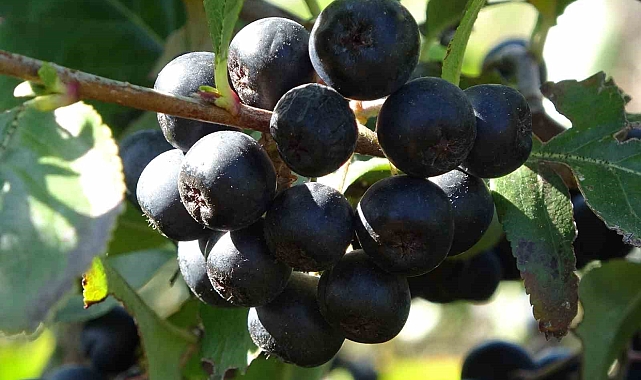 Şifa deposu meyve üretti