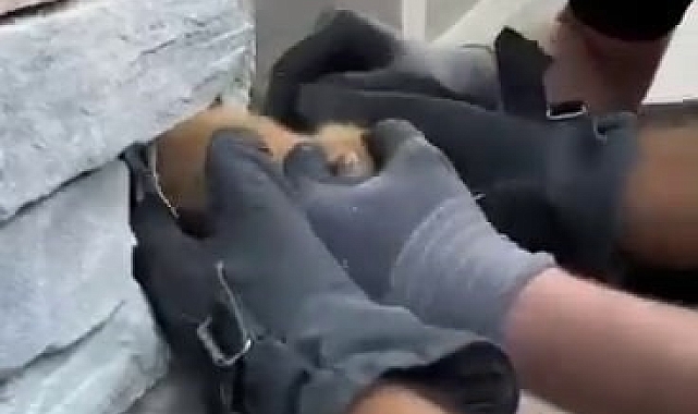 Sıkışan yavru kedi itfaiyenin titiz çalışmasıyla kurtarıldı