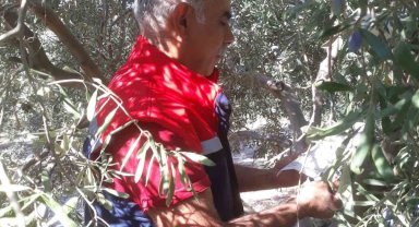 Söke'de pamuk zararlıları ile mücadele sürüyor