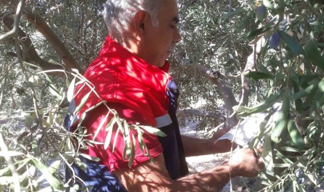 Söke&#039;de pamuk zararlıları ile mücadele sürüyor