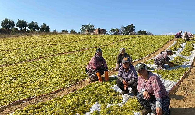 Sumalık üzümde fiyat düştü