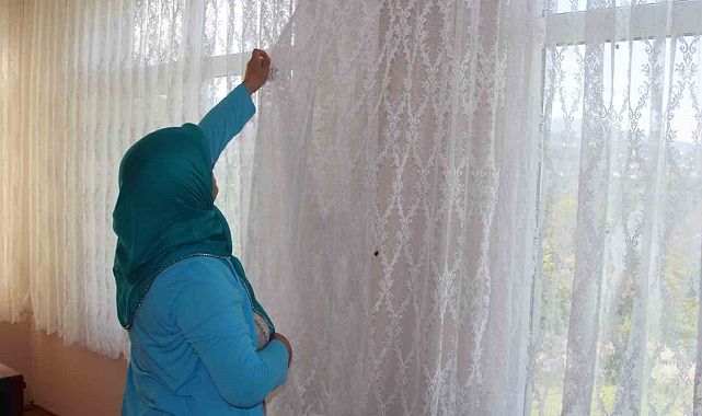 Tarım ürünlerine zarar veren kahverengi kokarca, evlerin içerisine kadar girdi