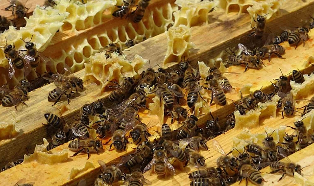 Tüketicilere ucuz bal uyarısı