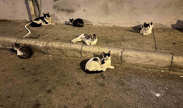 Üzerinde koli bandı olan kediyi kurtarmak için yakalamaya çalışan itfaiye ekiplerinin çabaları yetersiz kaldı