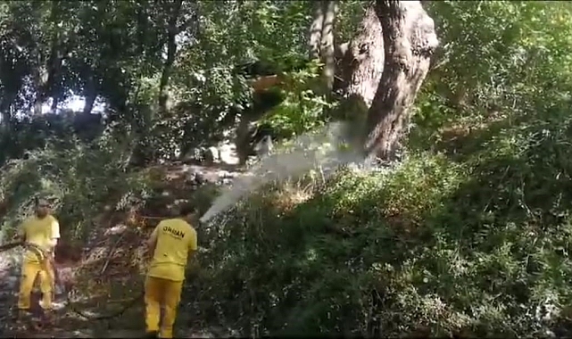uzun antenli böceğine karşı biyolojik çözüm