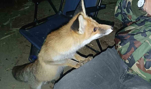 Yanlarına gelen tilkiyi bisküvi ile besledi