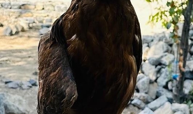 Yaralı bulunan kaya kartalı tedavi altına alındı