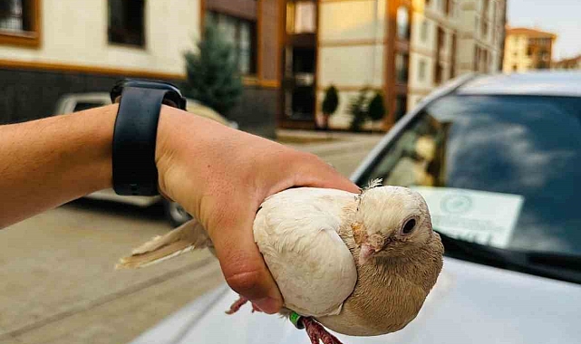 Yaralı bulunan kuş türleri tedavi altına alındı