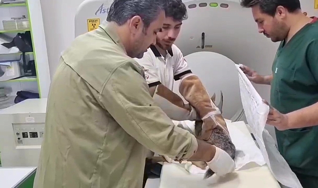 Yaralı çakal tedavi altına alındı