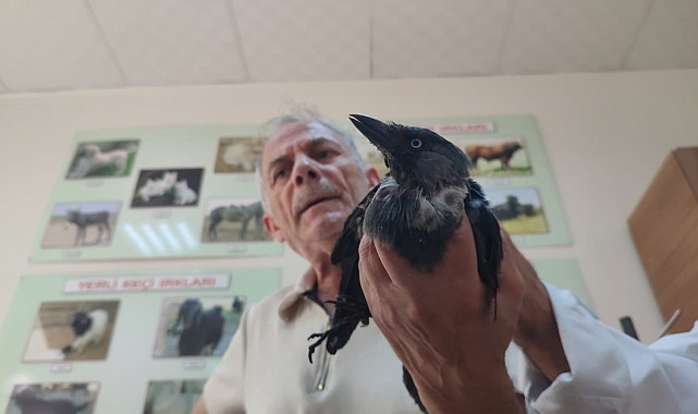 Yaralı kargaya, hayvansever vatandaş sahip çıktı