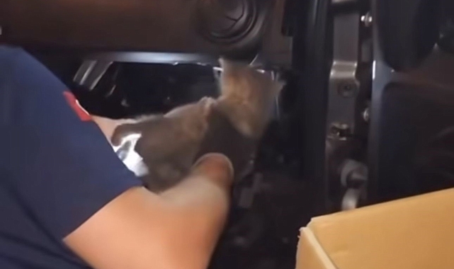 Yavru kedi için seferber oldular