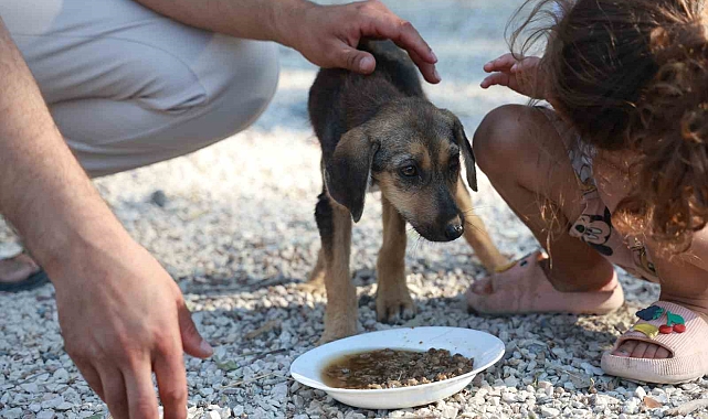 Yavru köpeği ağzı bağlı çuval içerisine koyup çöplük alana attılar