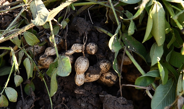 Yer Fıstığı Festival için geri sayım başladı