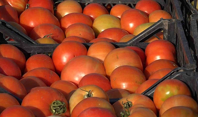 Yıllardır ata tohumuyla domates üretimi yapıyor