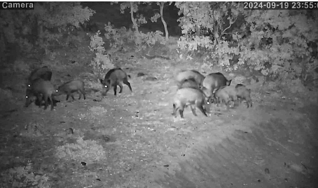 Yiyecek arayan onlarca domuz yerleşim yerine kadar indi