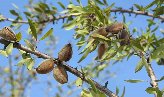 &quot;Zaman içinde kaybolmuş bir ürün&quot;