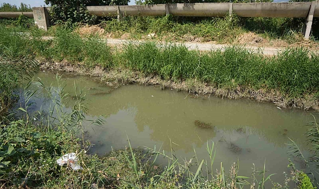Zehir akan derede toplu balık ölümü yaşanıyor