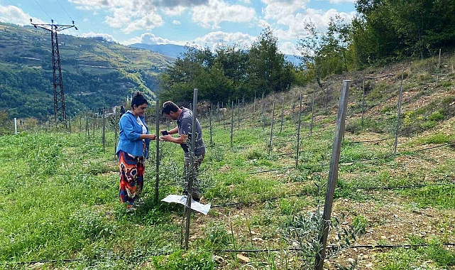 Zeytin fidan tırtılı uyarısı
