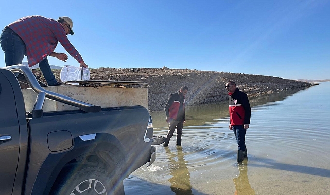 1 milyon balık göle bırakıldı