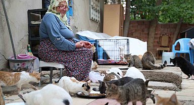 11 yıldır 70 kediye bakıyor