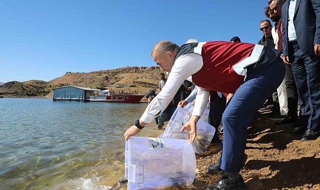 25 milyon yavru sazan suya bırakıldı