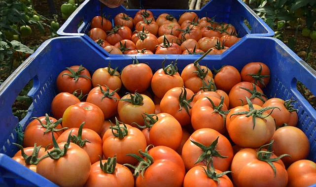 32 bin dekar alana ekilen tane domatesin hasadı başladı