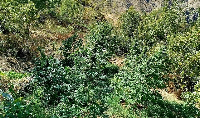 505 kök kenevir ele geçirildi