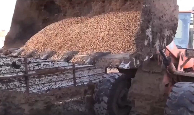 79 ton bozuk ceviz içi ele geçirildi