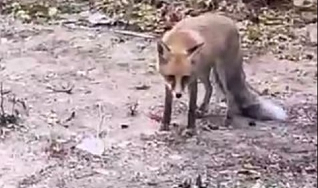 Aç kalan tilki yiyecek bulmak için şehir merkezine indi