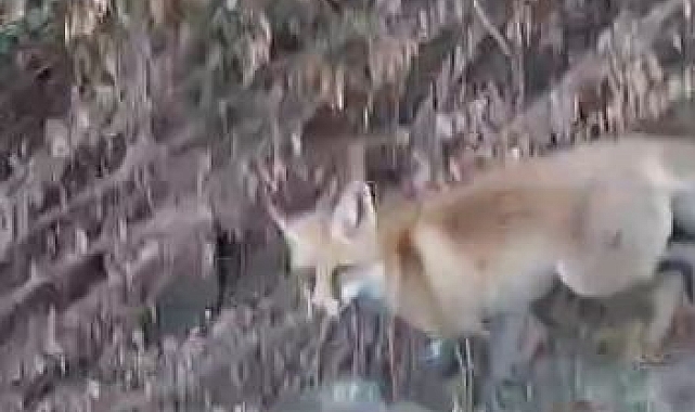 Aç kalan tilkiler, yiyecek arayan tilkiler görüntülendi