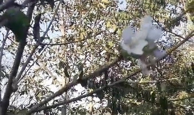 Ağaçlar, ekim ayında çiçek açtı