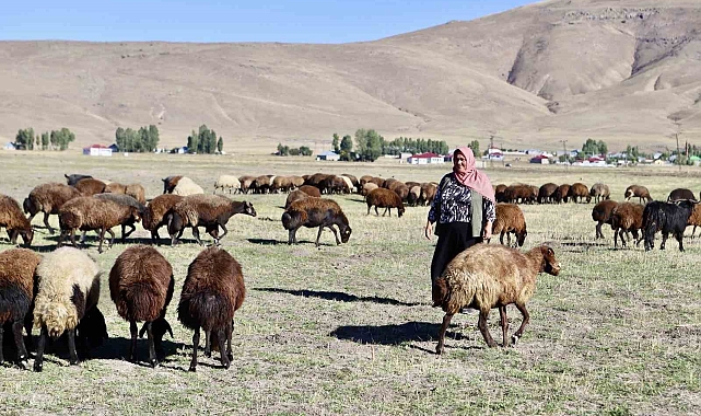 Aldığı 100 koyunu, kadın eliyle 400&#039;e çıkardı
