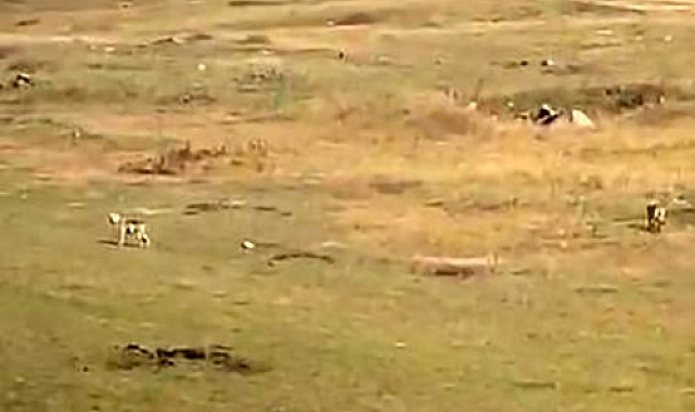 Arazide yerleşim yerine ilerleyen kurtlar görüntülendi