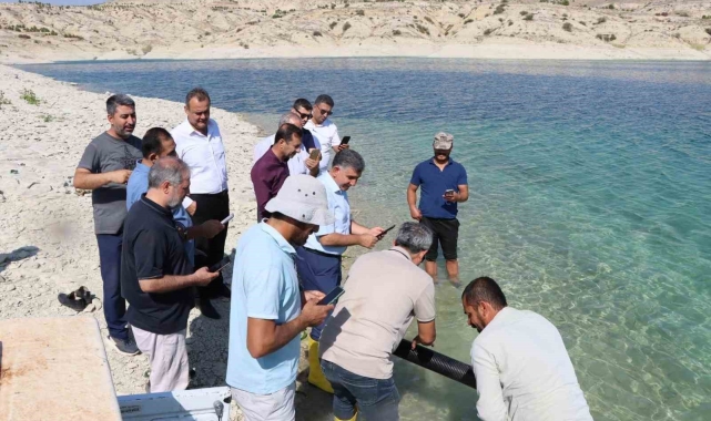 Atatürk Baraj Göleti&#039;ne 2 buçuk milyon şabut balığı yavrusu bırakıldı