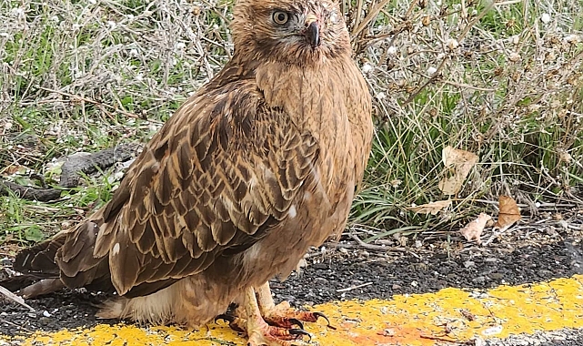 Atmacaya uzanan şefkat eli