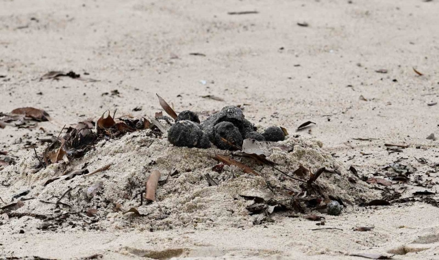 Avustralya sahillerinde zehirli petrol ve moloz paniği: Plajlar kapatıldı