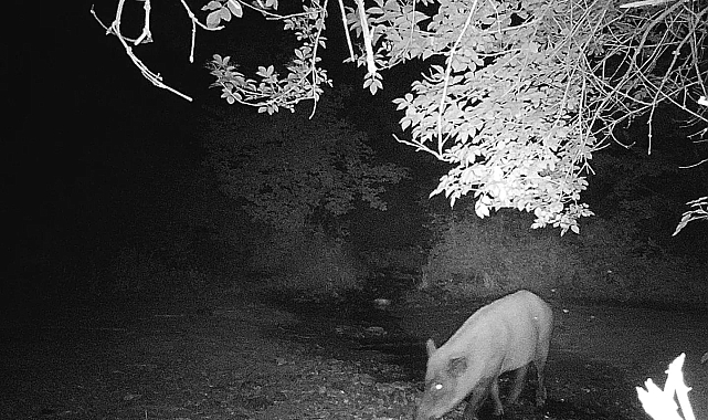Ayı ve domuzun görüntüsü gülümsetti