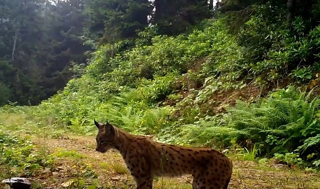 Ayı ve vaşak doğaya yerleştirilen fotokapana takıldı