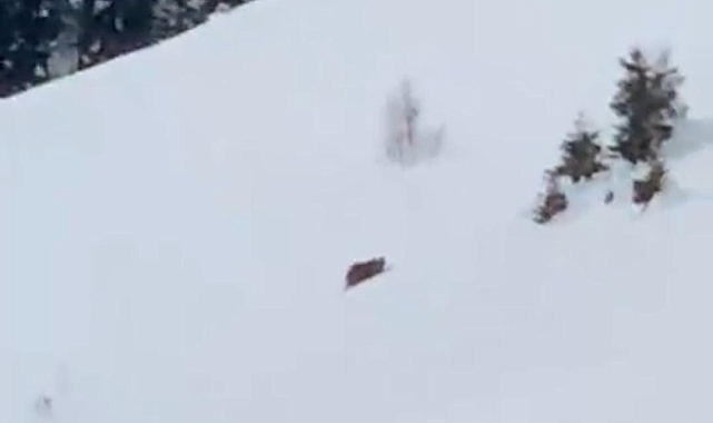 Ayıya seslenen Rizeli: &quot;Çabuk doğru yatağa&quot;