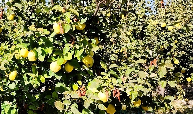 Ayva, üreticisinin yüzünü güldürdü