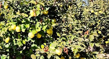 Ayva, üreticisinin yüzünü güldürdü