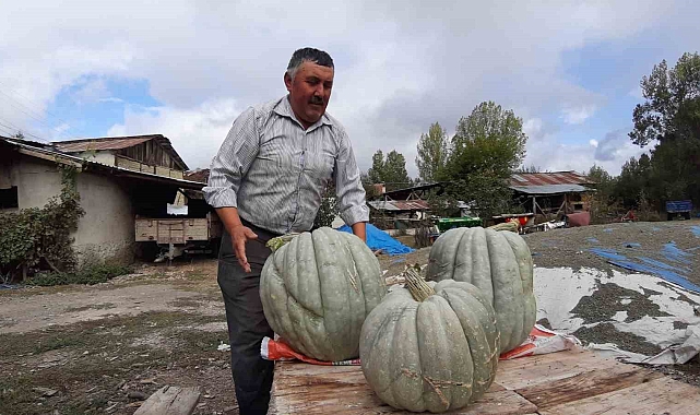 Bal kabakları 35-40 kilogram ağırlığına ulaştı